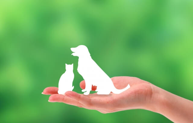 市販で買える動物アレルギー対応薬の選び方