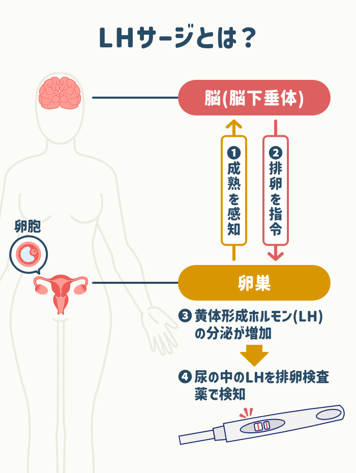 排卵検査薬の仕組み｜LHサージとは
