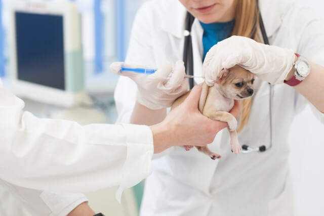 狂犬病ワクチン接種について|費用・期間など