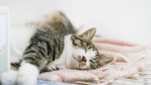 フルニトラゼパムは効かない?睡眠薬の働きと正しい服用法とは