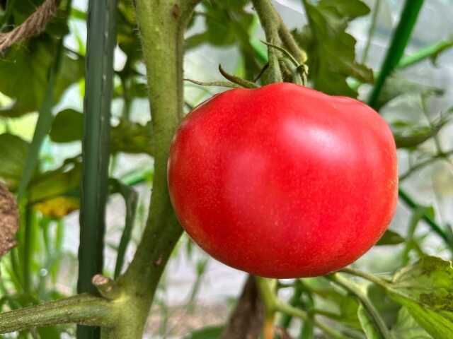 【管理栄養士執筆】トマトジュースの健康作用まとめ 健康に良いと言われるのはなぜ？