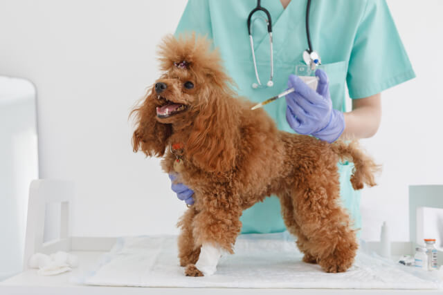 狂犬病のワクチン接種について｜自分や家族・愛犬を守るために