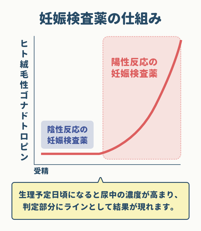 妊娠検査薬の仕組み